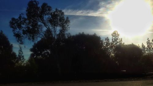 Trees against cloudy sky