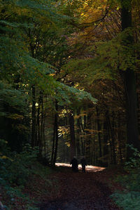 People walking in forest