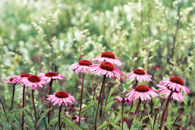Close-up of pink flowering plant on field