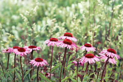 Close-up of pink flowering plant on field