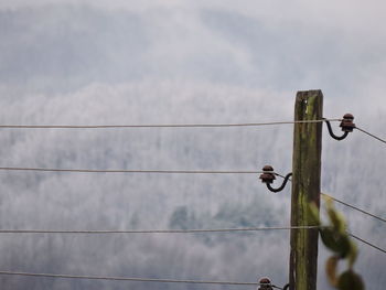 Low angle view of bird against sky