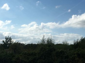 Trees in forest against sky