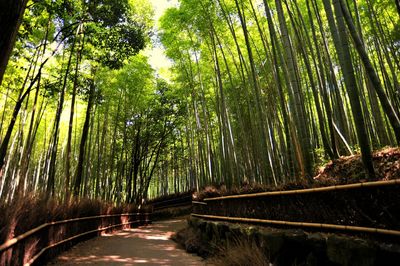 Bamboo trees in forest