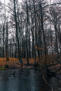 Bare trees in forest against sky