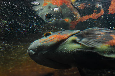 Close-up of fish swimming in sea