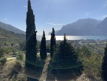 Panoramic shot of trees on landscape against sky