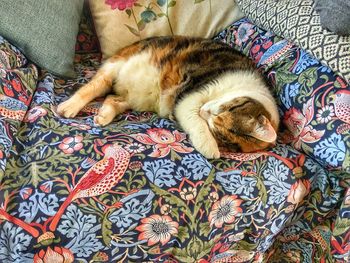 High angle view of cat sleeping