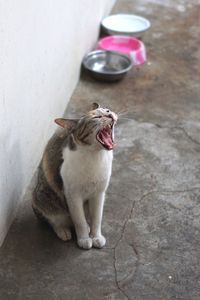 High angle view of cat yawning