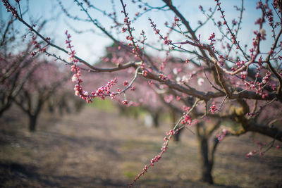 Close-up of pink cherry blossom tree