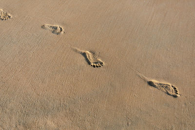 High angle view of crab on sand