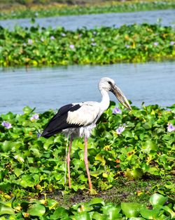 Bird perching on a lake