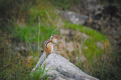 View of a bird on rock