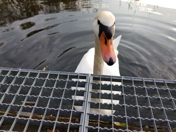 Close-up of swan swimming on lake