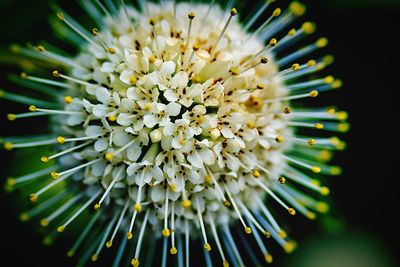 Close-up of yellow flower head