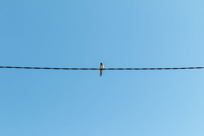 Low angle view of bird perching on cable against clear sky