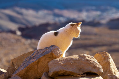 Cat sitting on rock