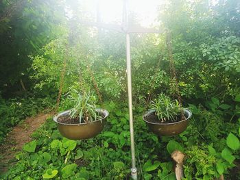 Potted plants in greenhouse