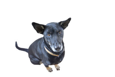 Portrait of black dog against white background