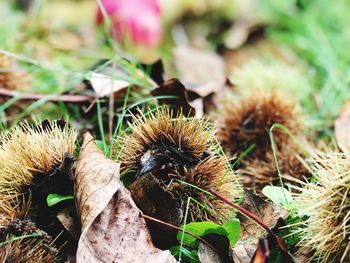 High angle view of plants