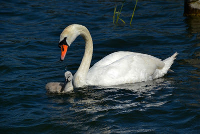 Swan floating on lake