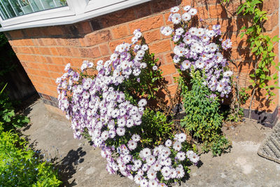 Close-up of purple flowers