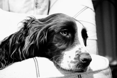 Close-up of a dog resting