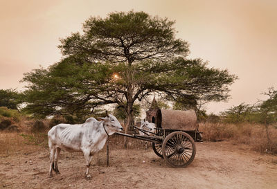 Bulls with cart standing in village during sunset