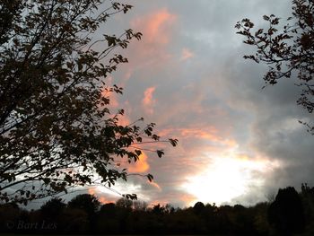 Low angle view of silhouette tree against sky during sunset