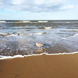 Seagull walking on shore