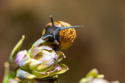 Close-up of insect on flower