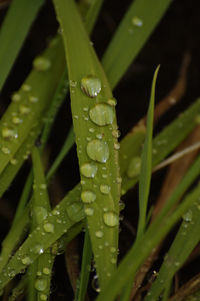 Close-up of raindrops on grass