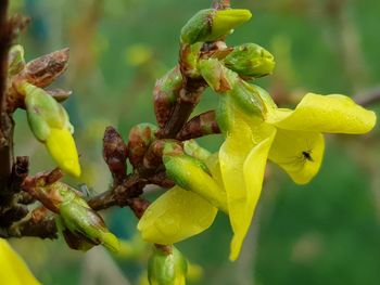 Close-up of yellow flowering plant