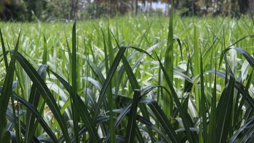 Close-up of crops growing on field