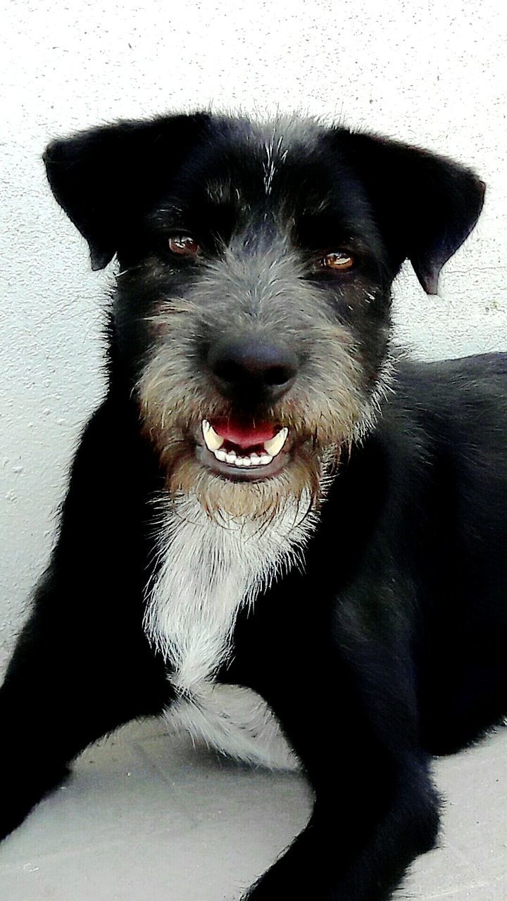 CLOSE-UP PORTRAIT OF BLACK DOG