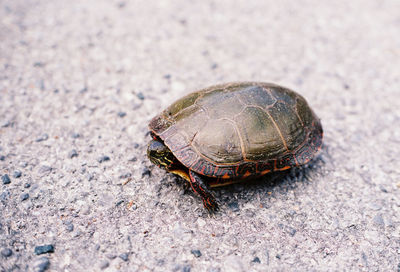 High angle view of tortoise on land