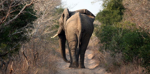 Elephant walking in a park