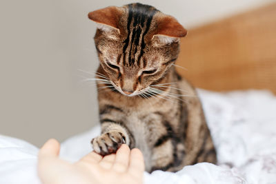 Cat relaxing on bed