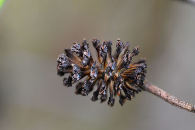 Close-up of wilted flower on twig