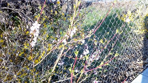 Plants growing on tree