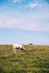 Sheep grazing on field against sky