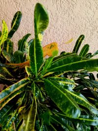 Close-up of cactus plant