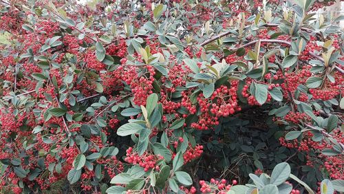 Close up of red flowers