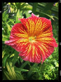 Close-up of red flowers