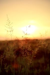 Close-up of silhouette plants on field against sky during sunset