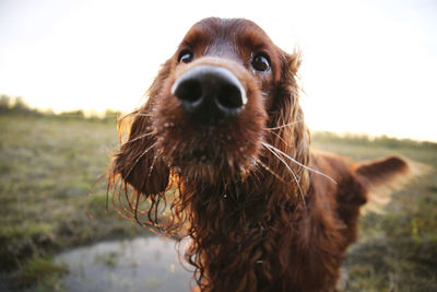 Close-up portrait of a dog on field