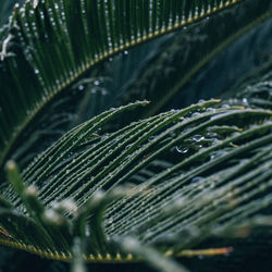 Close-up of raindrops on leaf