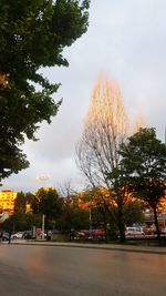 Trees in city against sky