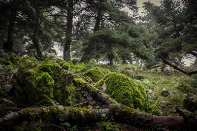 Trees growing in forest