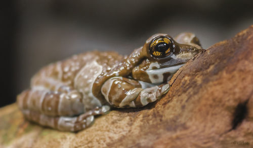 Close-up of crab on rock