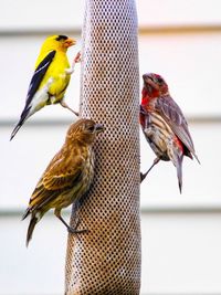 Close-up of birds on feeder